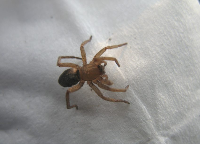 ragno da identificare (Gnaphosidae)